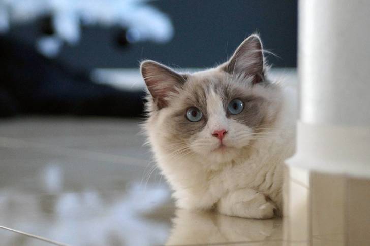 Un Ragdoll couché laisse dépasser sa tête