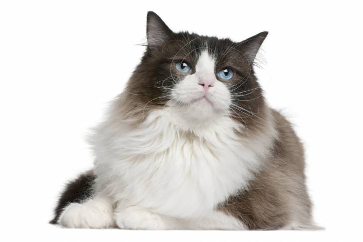 Photo Ragdoll