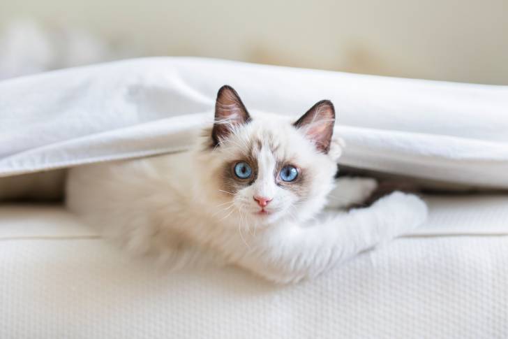 Un Ragdoll allongé entre un matelas et un drap