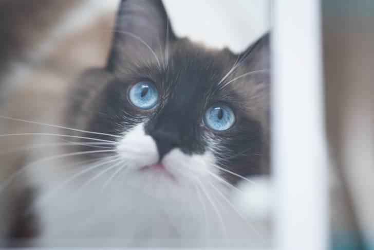 Photo Ragdoll