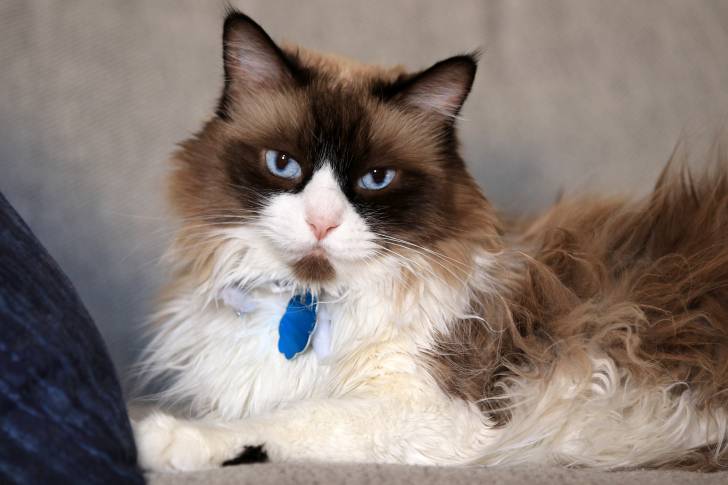 Photo Ragdoll