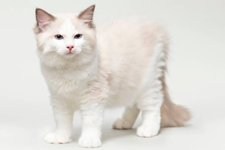 Un Ragdoll blanc et crème aux yeux bleus