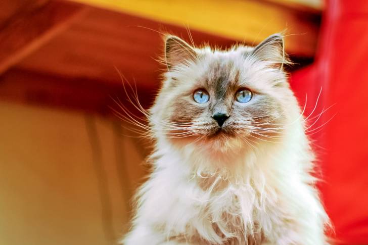 Photo Ragdoll