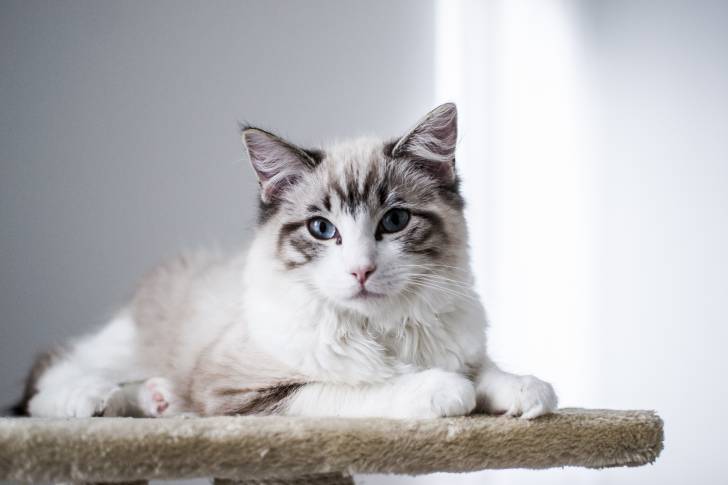 Un Ragdoll allongé en haut d'un arbre à chat