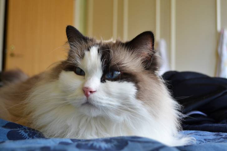 Photo Ragdoll