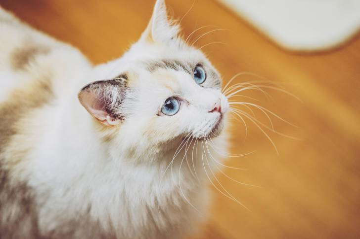 Un Ragdoll en train de se promener dans un appartement