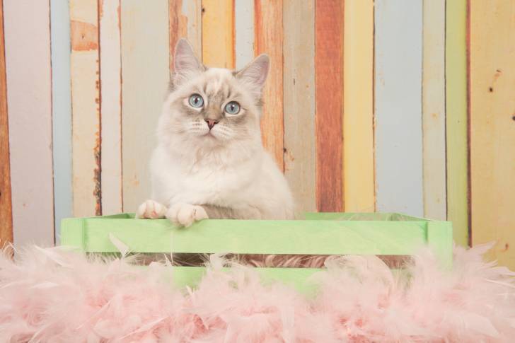 Photo Ragdoll
