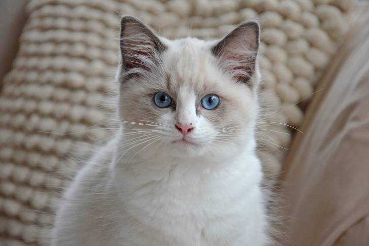 Photo Ragdoll