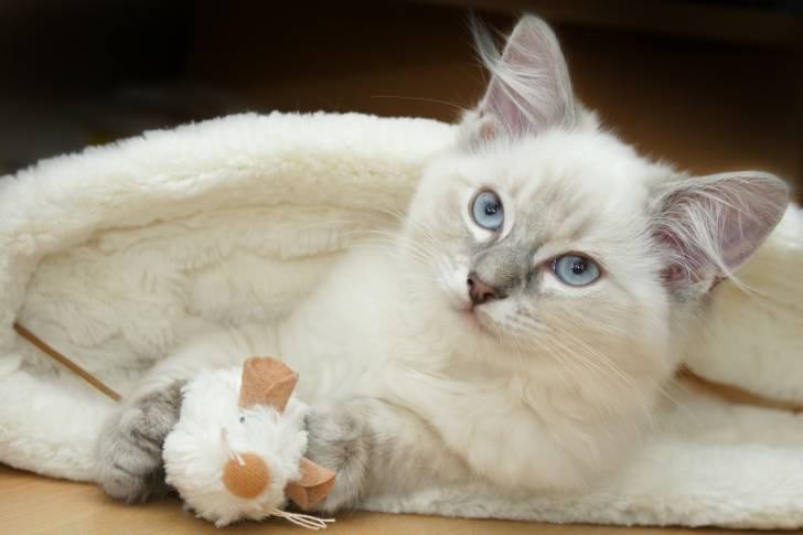 Un Ragdoll en train de jouer avec une fausse souris
