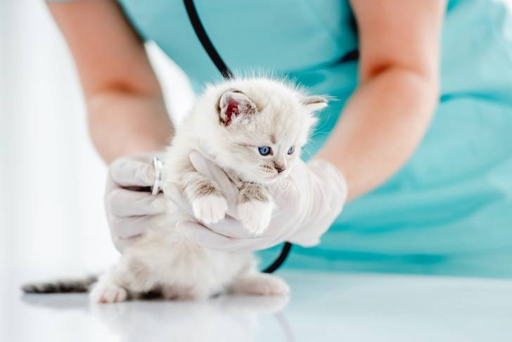 Un Ragdoll en visite chez le vétérinaire 