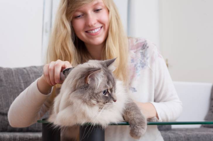 Un Ragdoll en train de se faire brosser par une femme