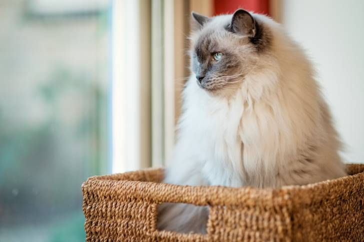 Un Ragdoll assis dans un panier en osier