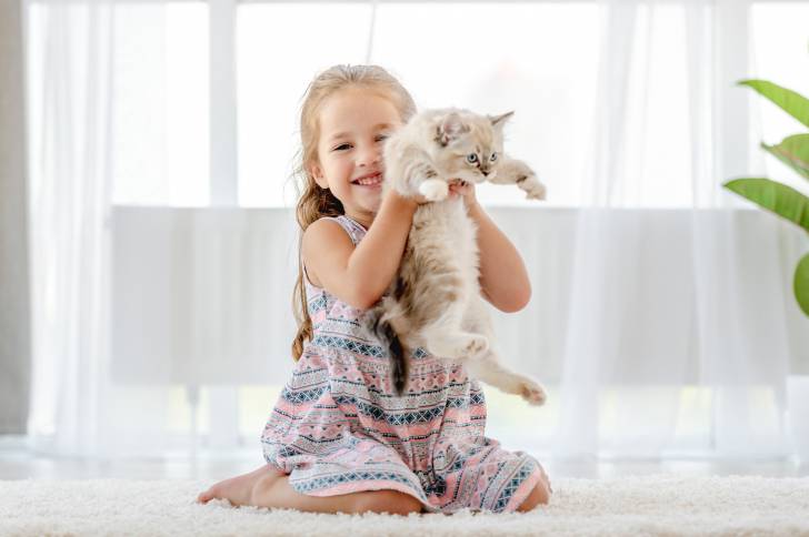 Un Ragdoll dans les bras d'une petite fille
