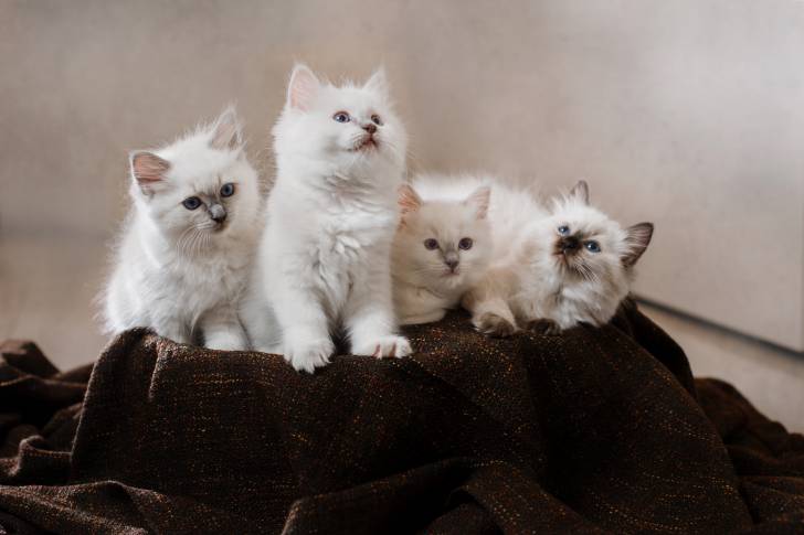 Une portée de Ragdolls