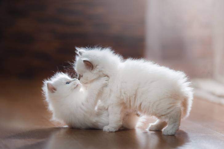 Deux chatons Ragdolls en train de jouer