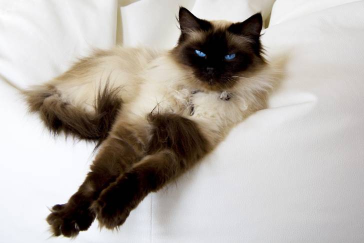 Un Ragdoll allongé sur un lit