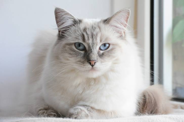 Un Ragdoll allongé à côté d'une fenêtre