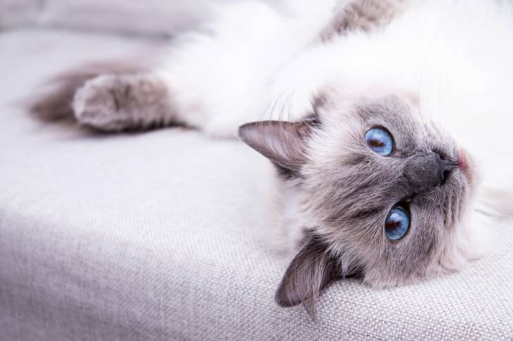 Un Ragdoll allongé sur un canapé