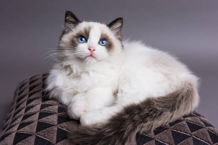 Un Ragdoll allongé sur un coussin marron