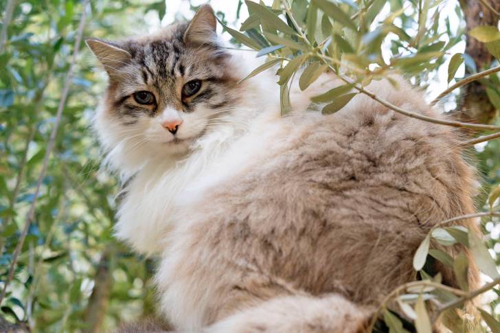 Un Ragdoll perché dans un olivier