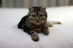 Le Scottish Fold - Scottish Fold