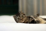 Le Scottish Fold - Scottish Fold