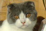 Photo Scottish Fold