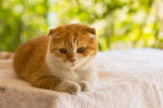 Photo Scottish Fold