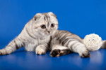 Photo Scottish Fold