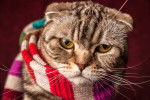 Photo Scottish Fold
