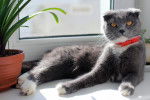 Un Scottish Fold gris et blanc avec un collier rouge autour du cou