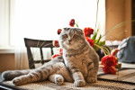 Photo Scottish Fold
