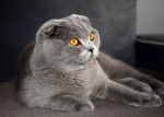 Photo Scottish Fold