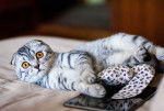 Photo Scottish Fold