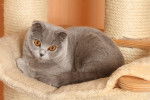 Photo Scottish Fold