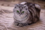Photo Scottish Fold