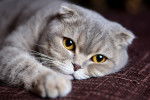 Un jeune Scottish fold aux yeux jaunes