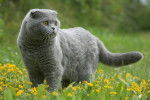 Un Scottish Fold dans un champ
