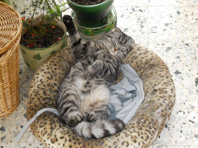 Frida, Scottish Fold - Scottish Fold