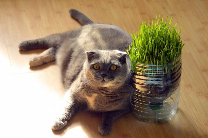 Le Scottish Fold - Scottish Fold