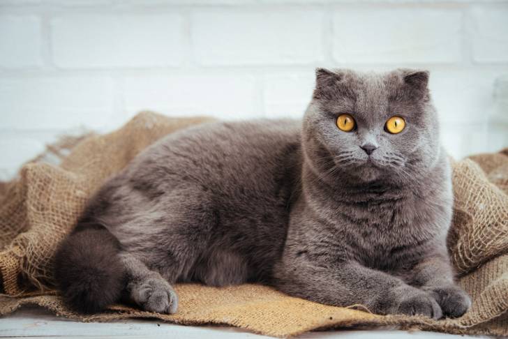 Photo Scottish Fold