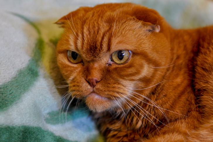 Photo Scottish Fold