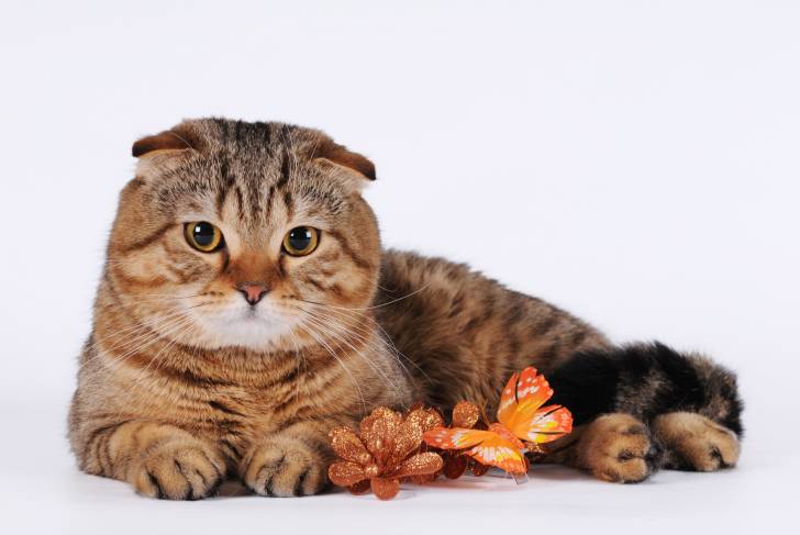 Photo Scottish Fold
