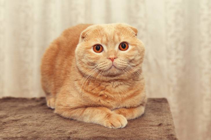 Un Scottish Fold roux aux yeux orange allongé sur une table