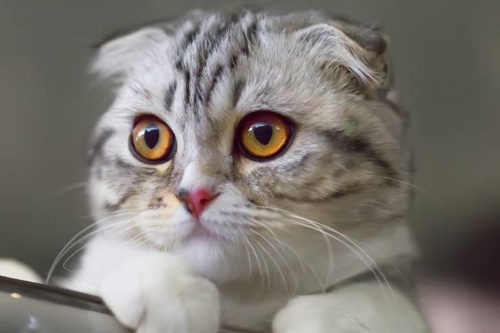 Tête d'un Scottish Fold gris et blanc aux yeux orange vif