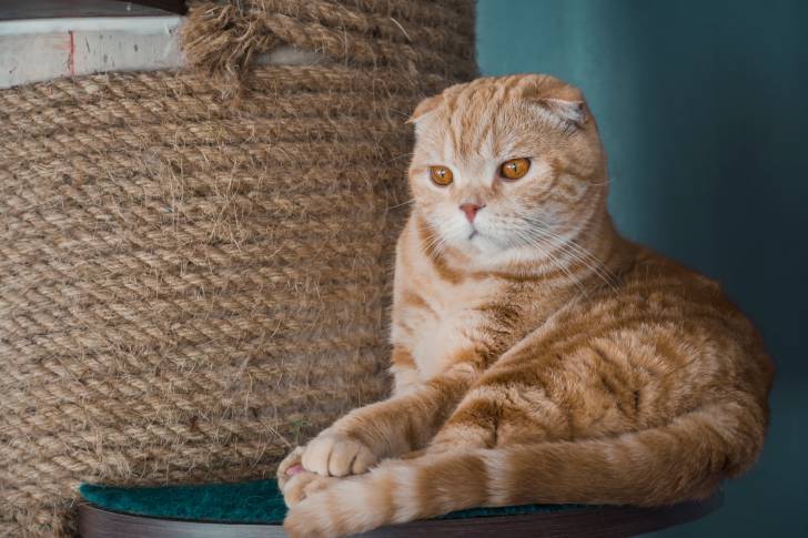 Photo Scottish Fold
