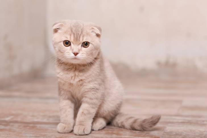 Photo Scottish Fold