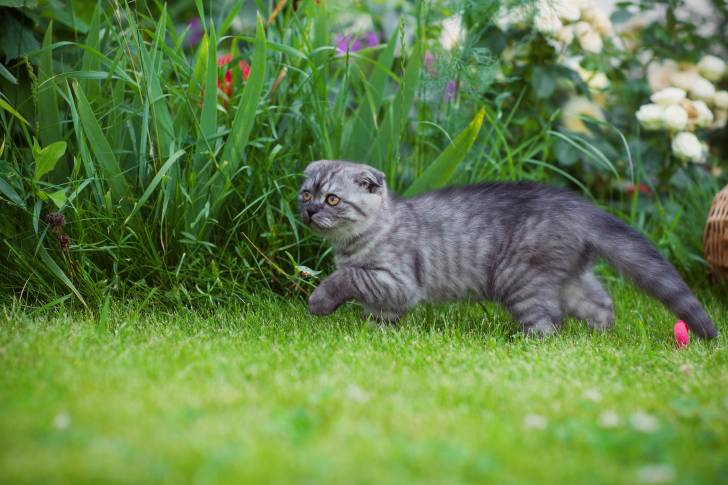 Photo Scottish Fold