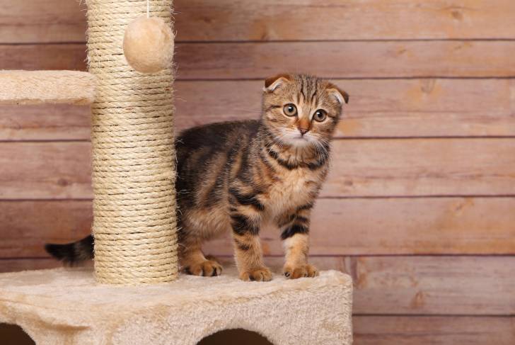 Photo Scottish Fold