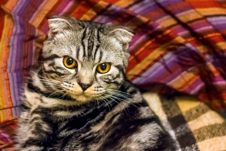 Photo Scottish Fold